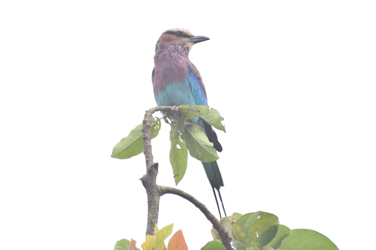 Lilac-breasted Roller - ML481208171