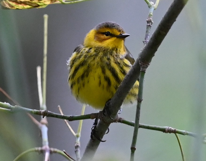 Cape May Warbler - ML481214131