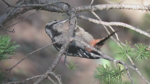Great Spotted Woodpecker - ML481220891