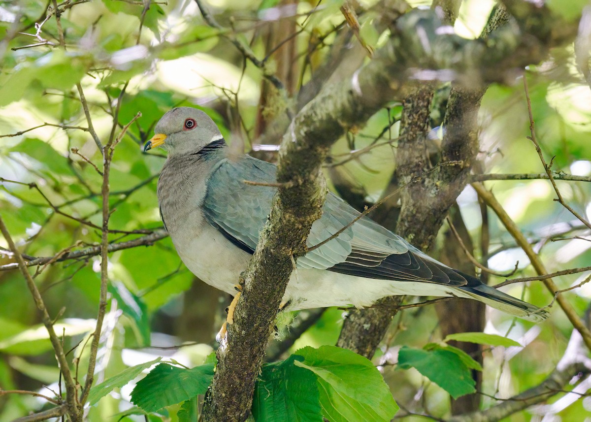 Band-tailed Pigeon - ML481225491
