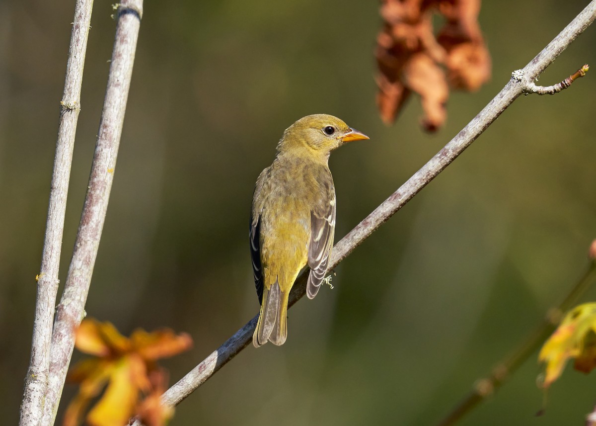 Western Tanager - ML481226211