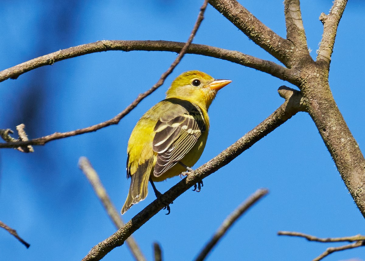 Western Tanager - ML481226221