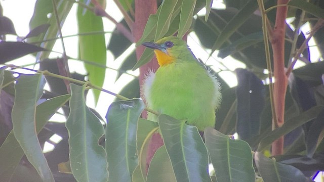 Yellow-throated Leafbird - ML481230751