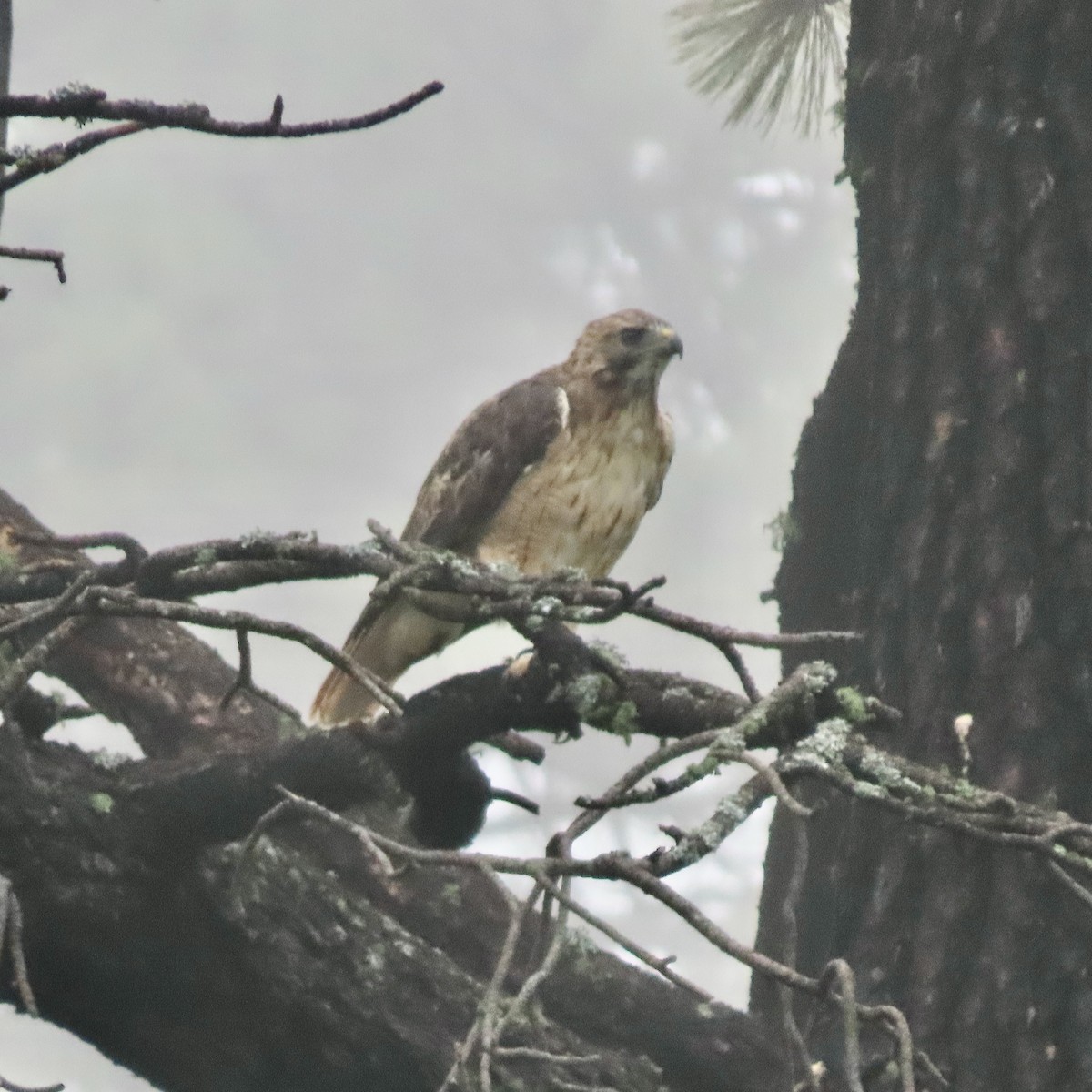 Red-tailed Hawk - bubba singleton