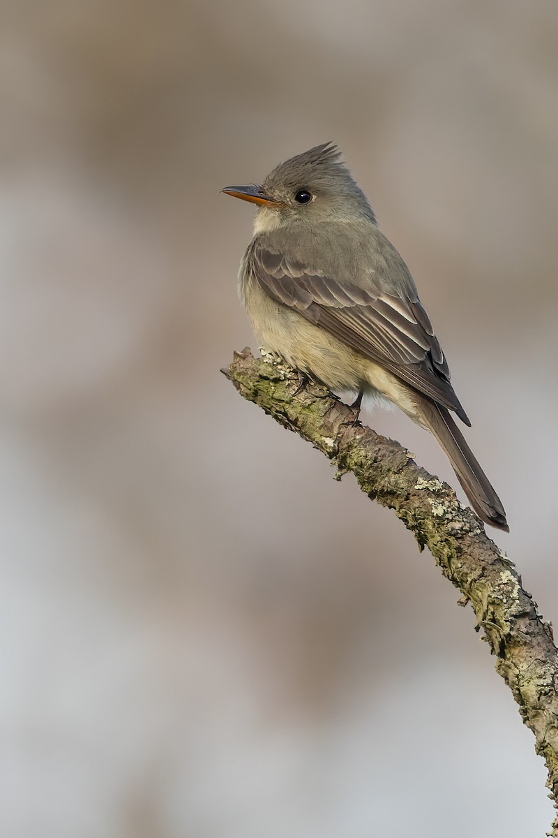 Greater Pewee - ML481236681