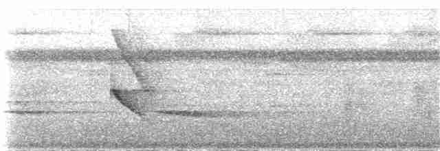 Dot-winged Antwren (Boucard's) - ML48124191