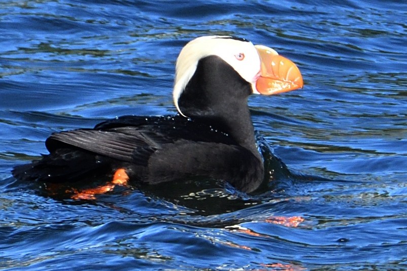 Tufted Puffin - ML481244521
