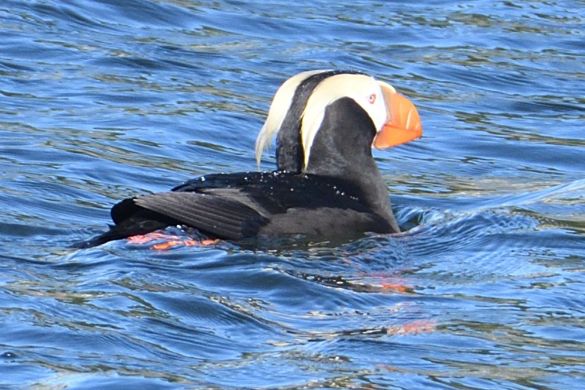 Tufted Puffin - ML481244531