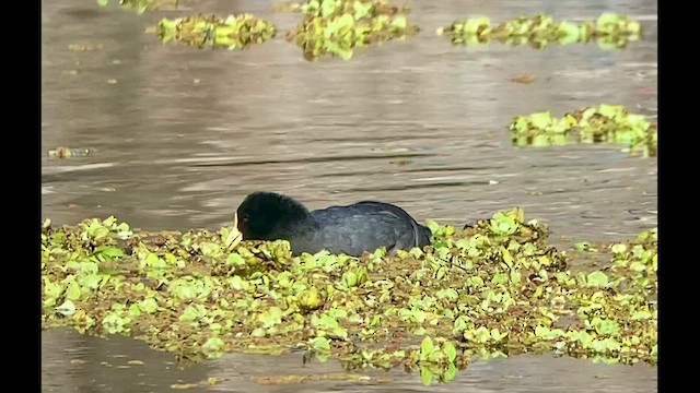 White-winged Coot - ML481244851