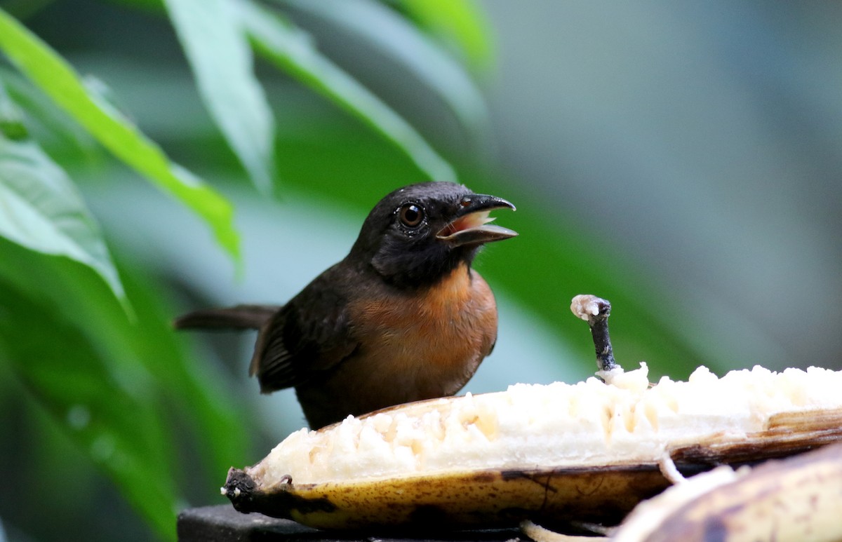 Black-cheeked Ant-Tanager - ML48125271