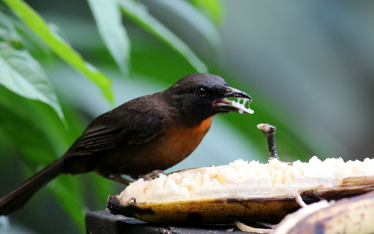 Black-cheeked Ant-Tanager - ML48125281