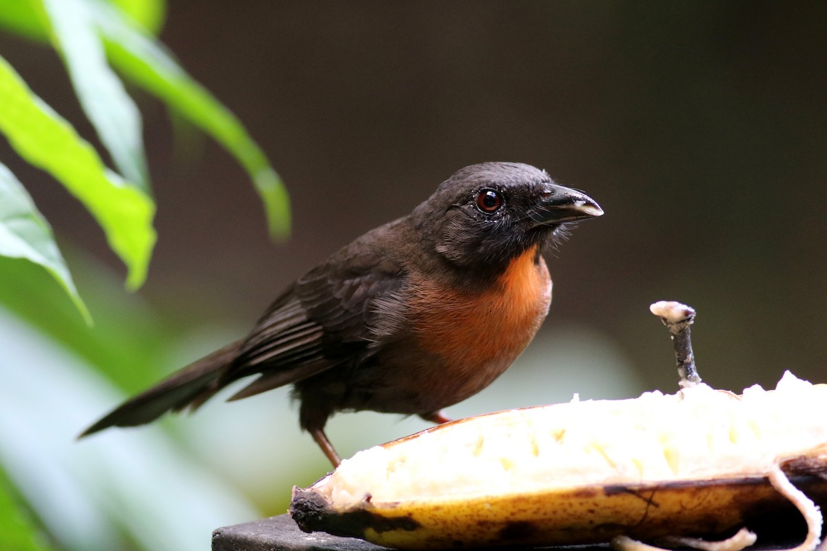 Black-cheeked Ant-Tanager - ML48125351
