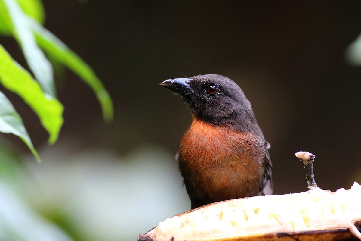 Black-cheeked Ant-Tanager - ML48125381