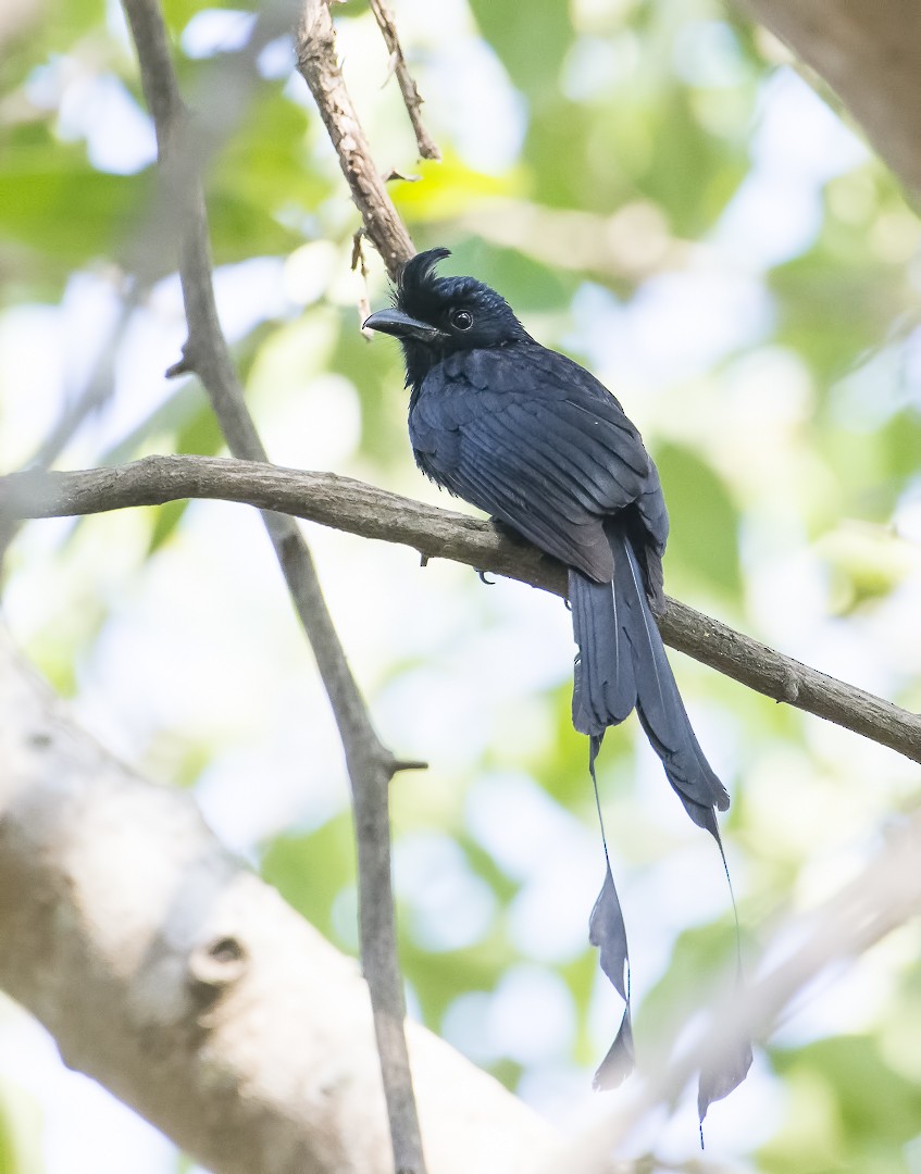 Greater Racket-tailed Drongo - ML48125471