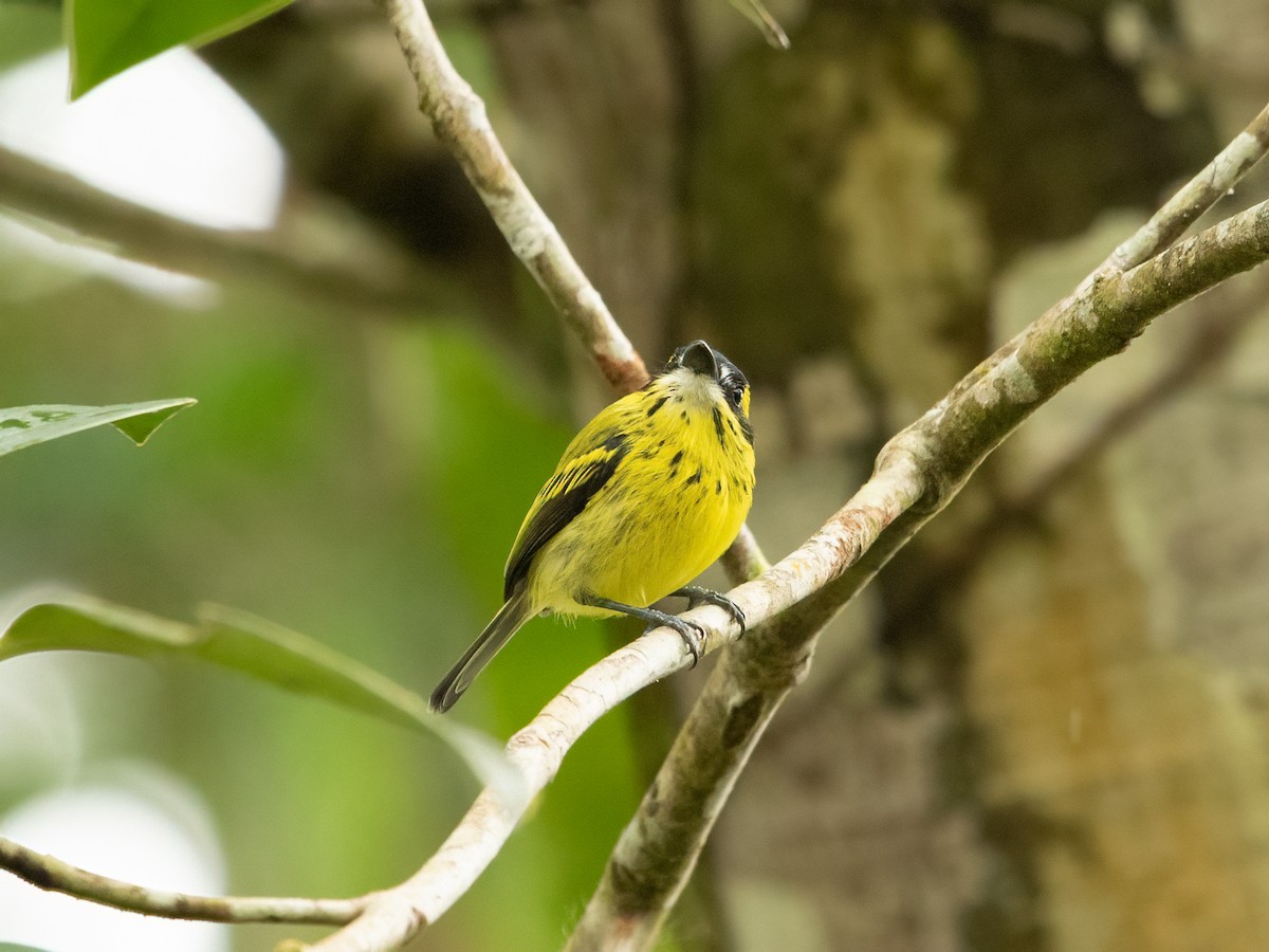 Yellow-browed Tody-Flycatcher - Nelson Gustavo Monteros