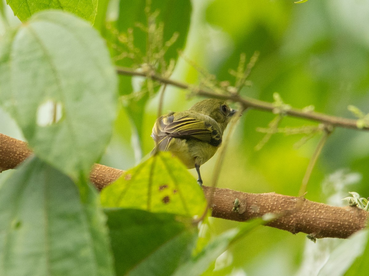 Olive-faced Flatbill - ML481256371
