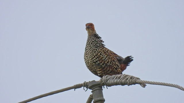 Painted Francolin - ML481261161
