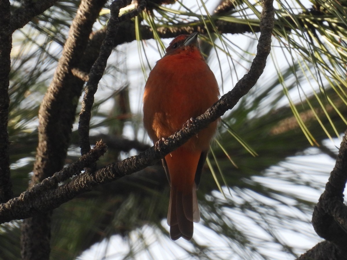 Hepatic Tanager - ML481265141