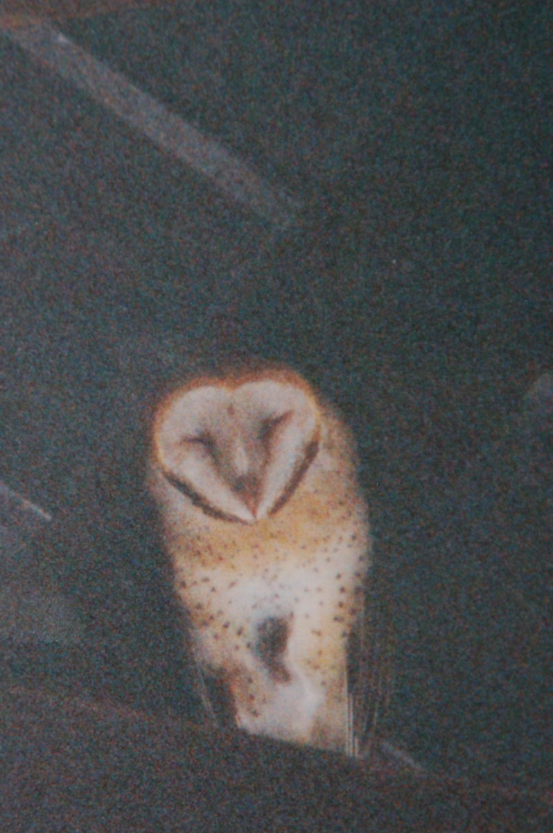 Barn Owl - Russell Hillsley