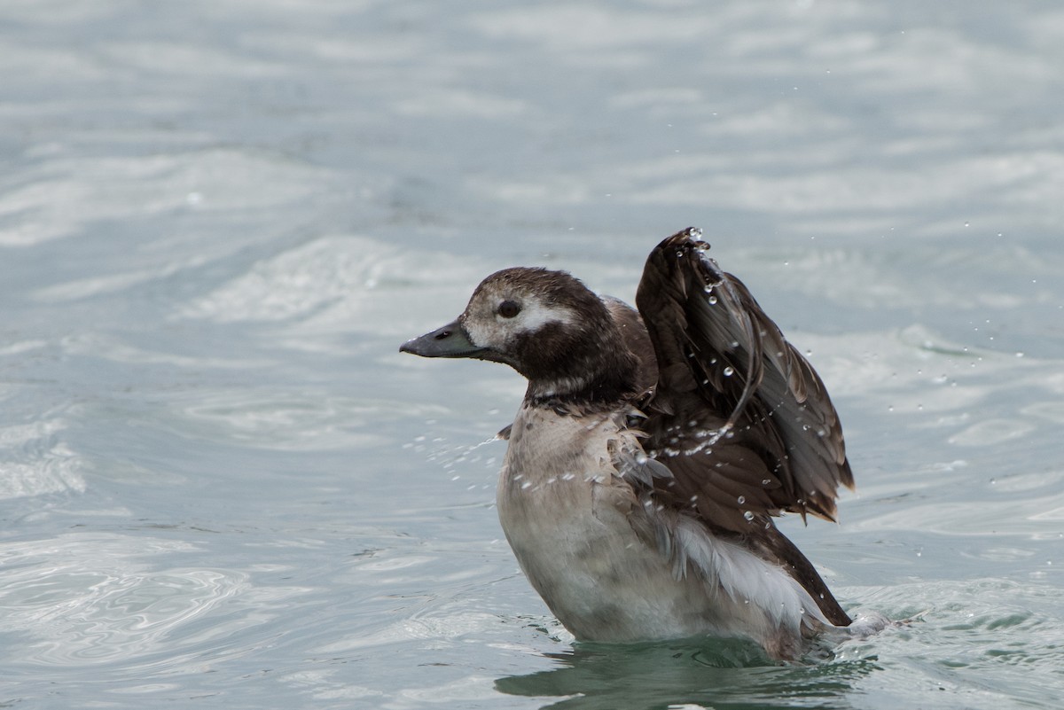 Long-tailed Duck - ML48126691