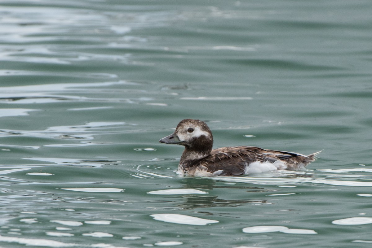 Long-tailed Duck - ML48126711
