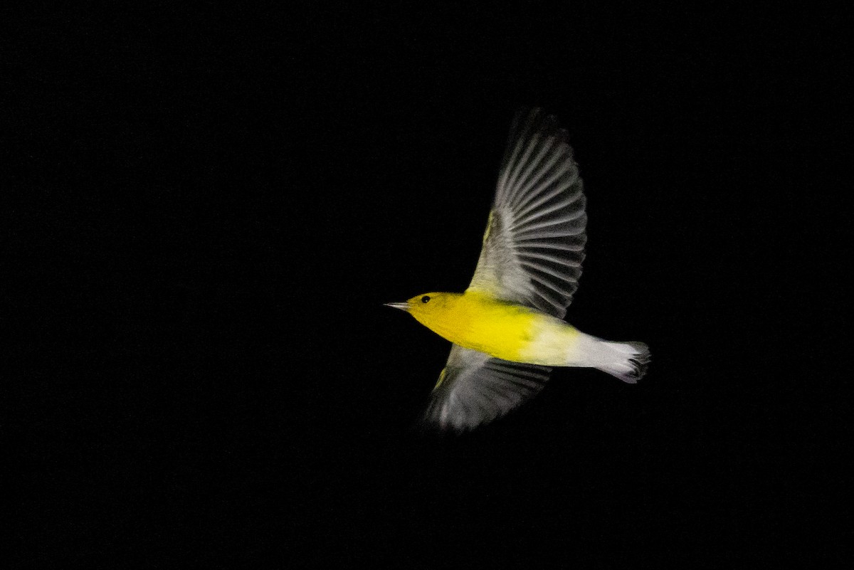 Prothonotary Warbler - Tom Johnson