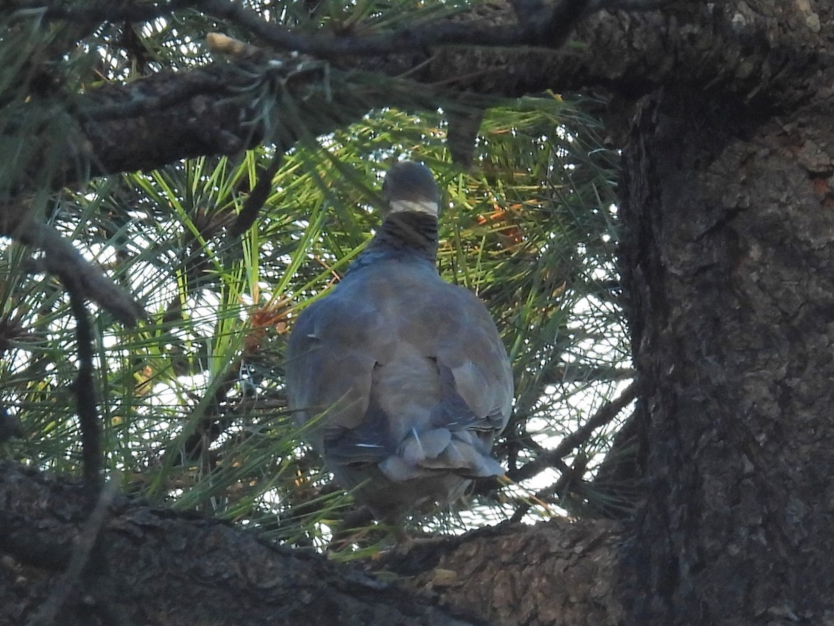 Band-tailed Pigeon - Coetzee Pretorius