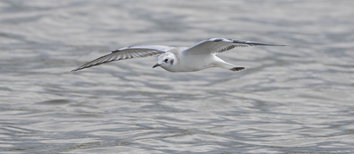 Bonaparte's Gull - Caleb Putnam