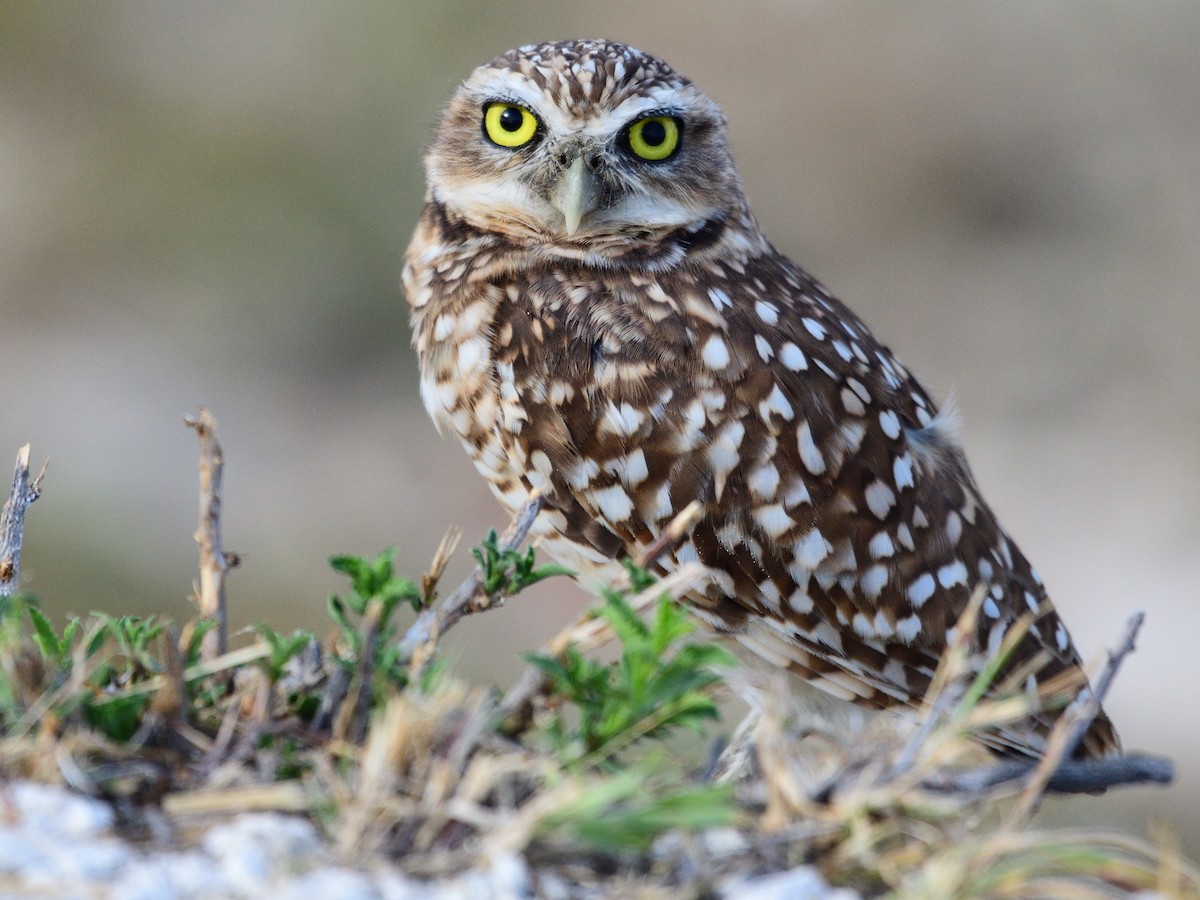 Burrowing Owl - Michael Tromp