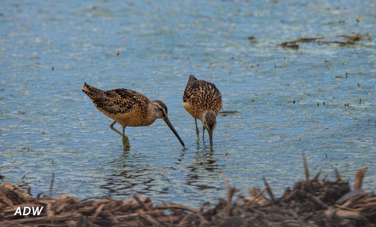 Long-billed Dowitcher - ML481276321
