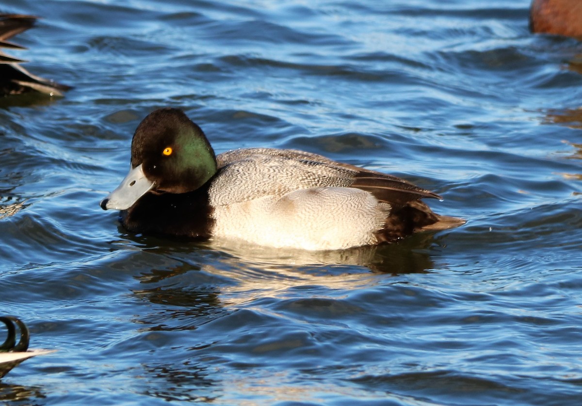 Greater Scaup - Russell Hillsley