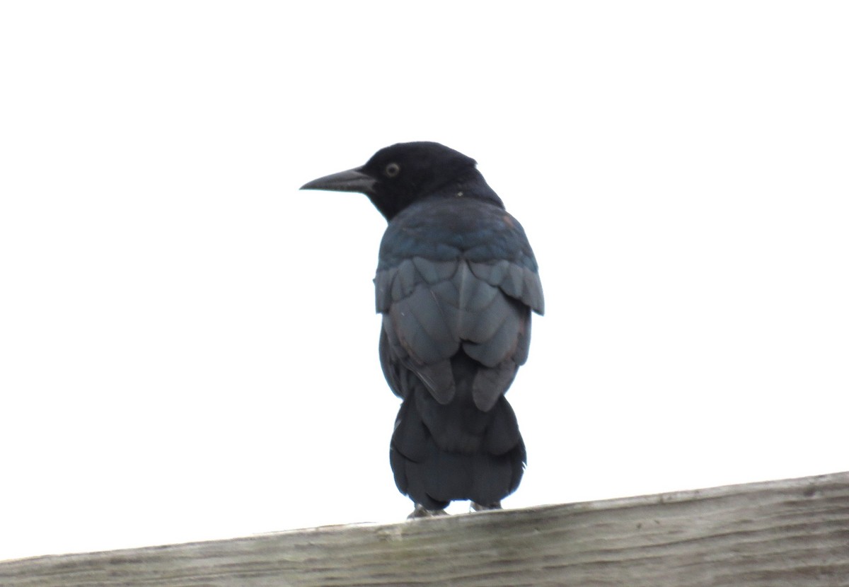 Boat-tailed Grackle - ML481297051