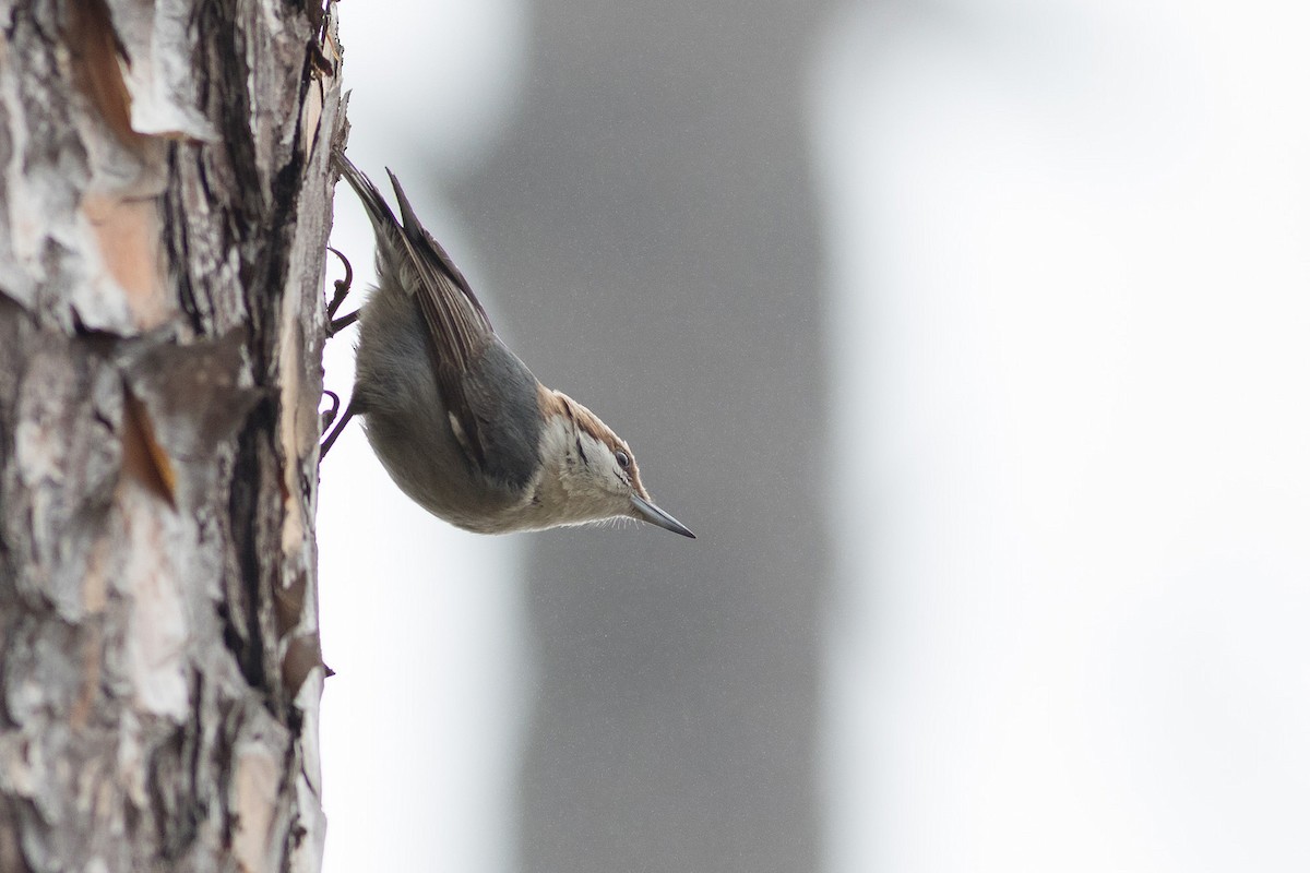 Brown-headed Nuthatch - ML48129711
