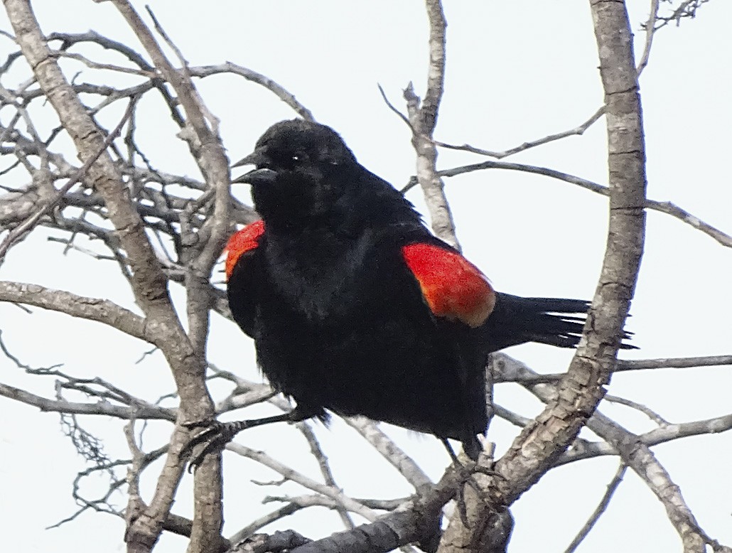 Red-winged Blackbird - Nancy Overholtz