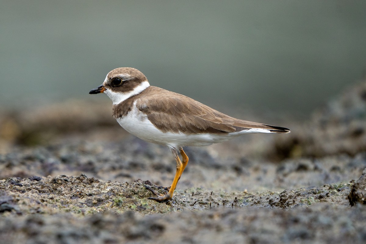 Semipalmated Plover - ML481307551