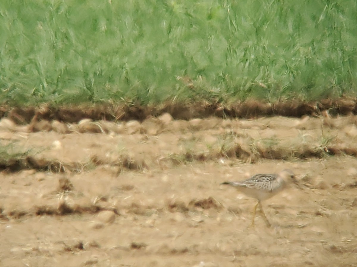 eBird Checklist 3 Sep 2022 Reeds Sod FarmAllentown Lakewood Rd