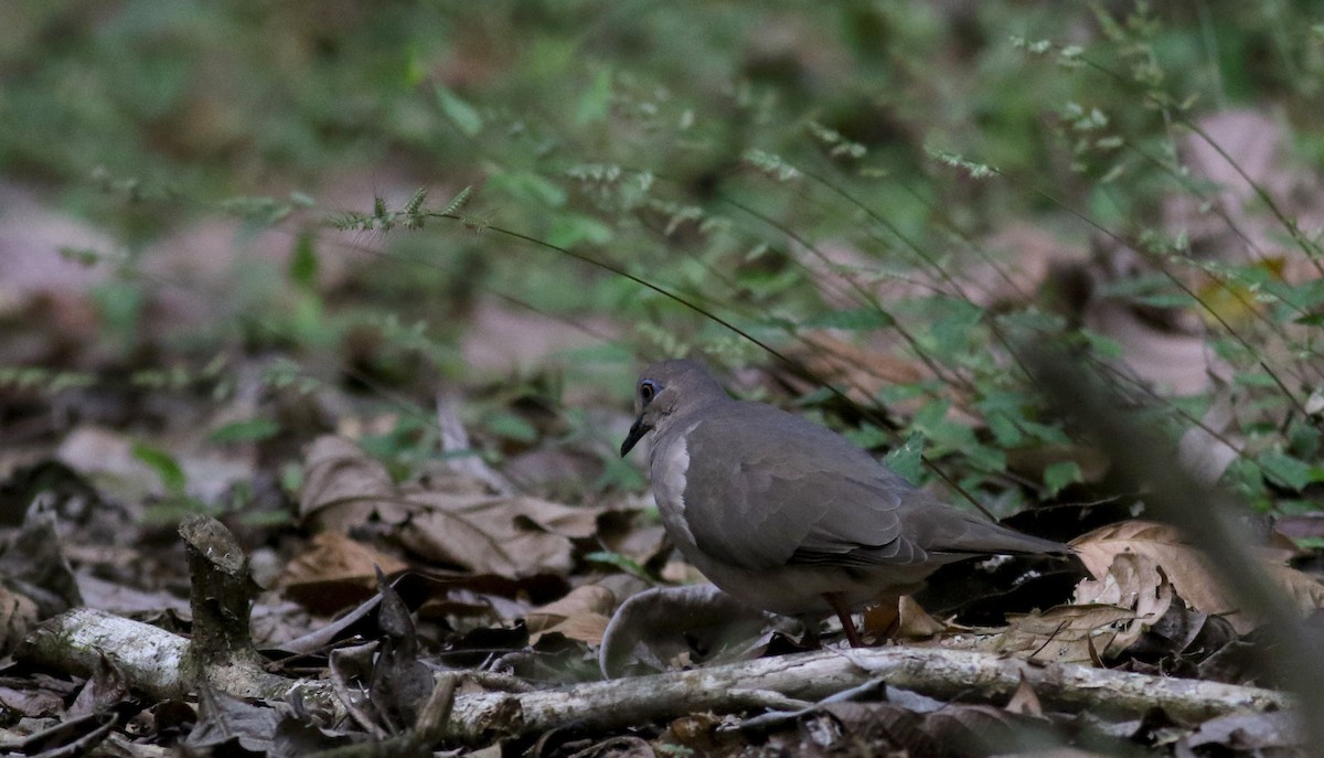 White-tipped Dove (White-tipped) - Jay McGowan