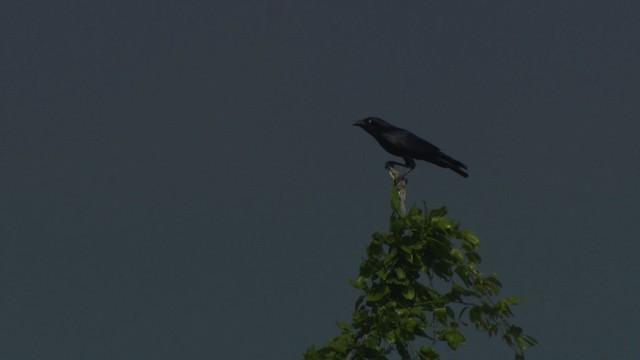 Torresian Crow - ML481318