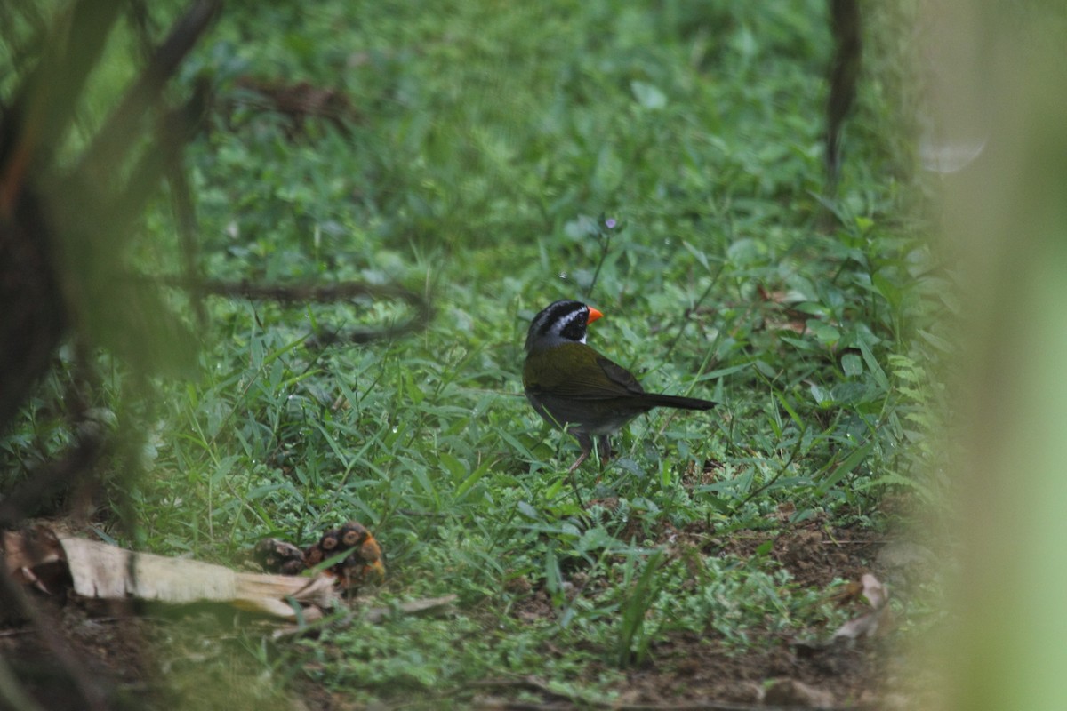 Orange-billed Sparrow - ML48132541