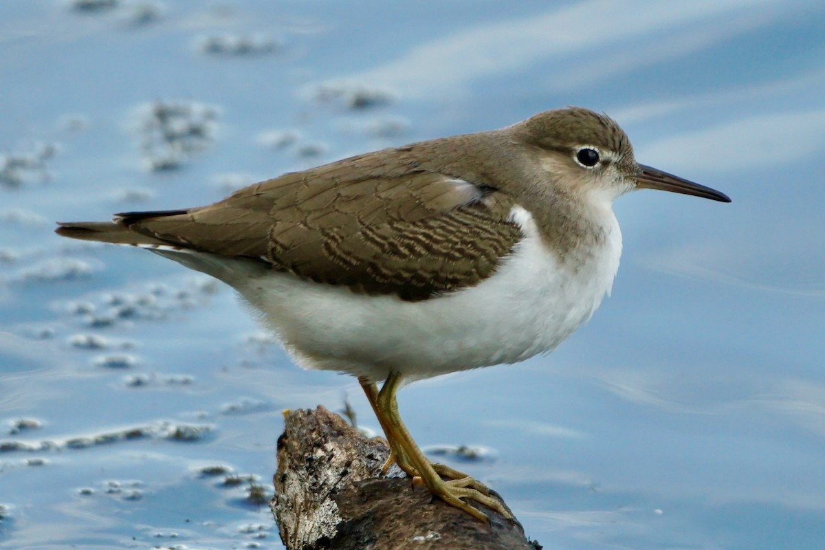 Spotted Sandpiper - Laura Sisitzky