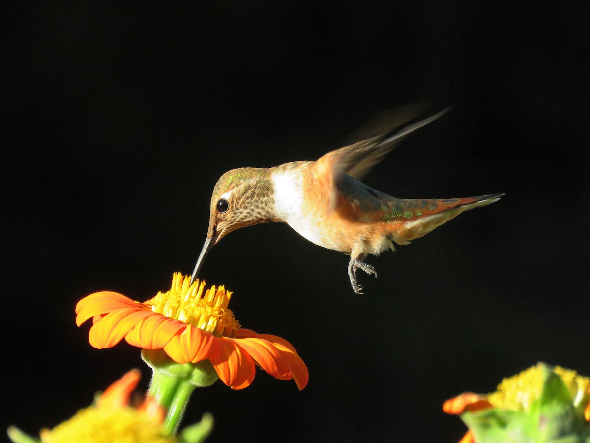 Rufous Hummingbird - ML481331601
