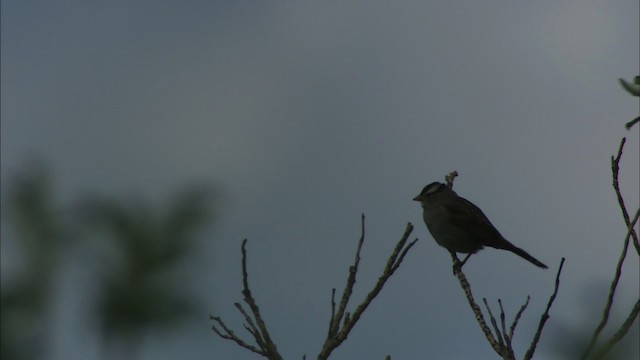 White-crowned Sparrow - ML481345