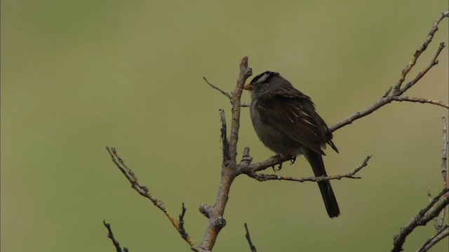 White-crowned Sparrow - ML481347