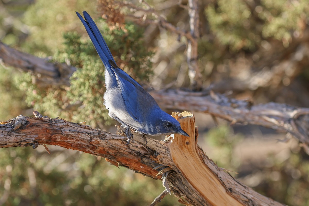 Woodhouse's Scrub-Jay - Teresa Connell
