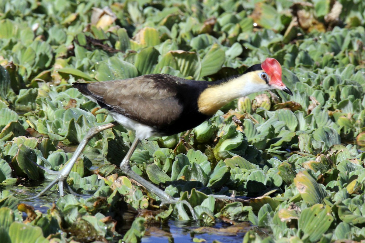 Comb-crested Jacana - Tammy Walker