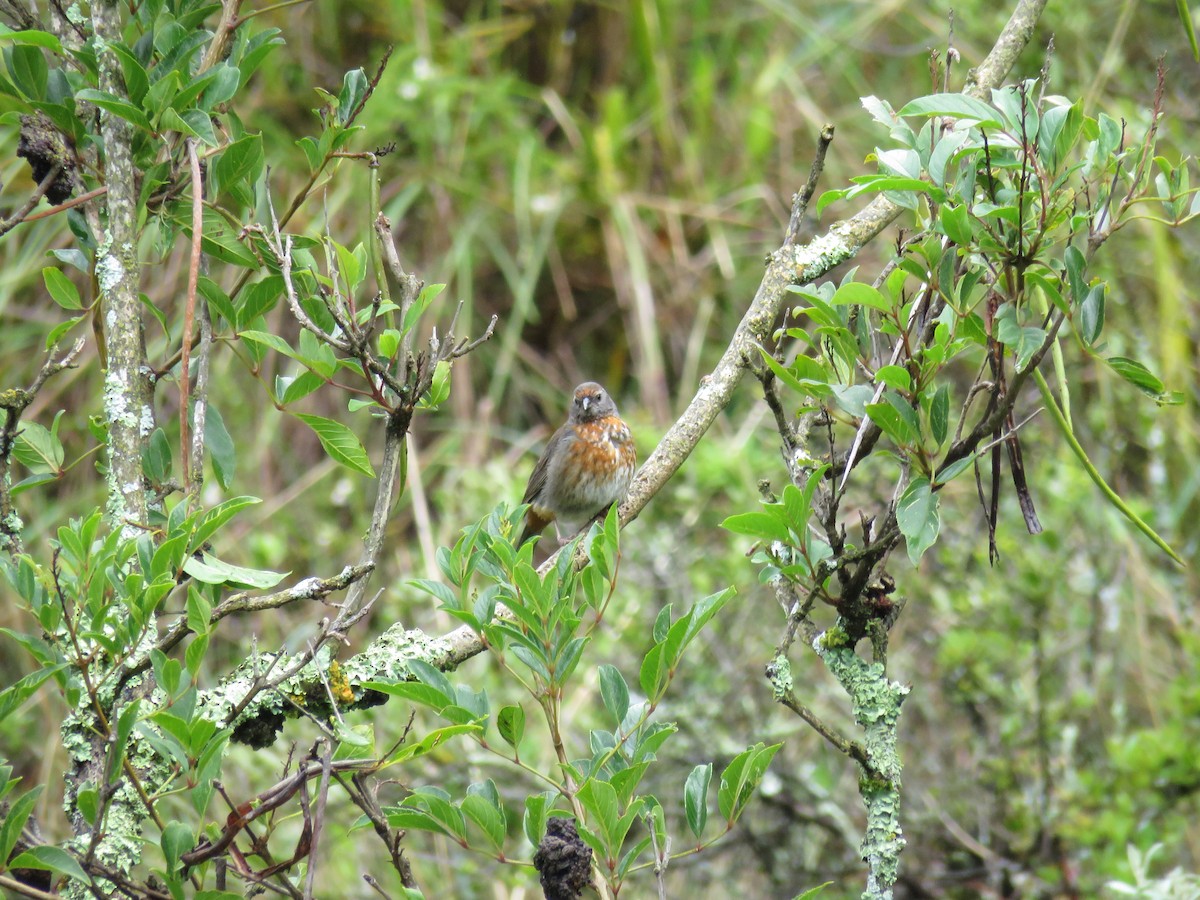 Rufous-breasted Warbling Finch - Manuel Roncal https://avesdecajamarca.blogspot.com