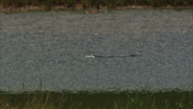 Red-throated Loon - ML481356