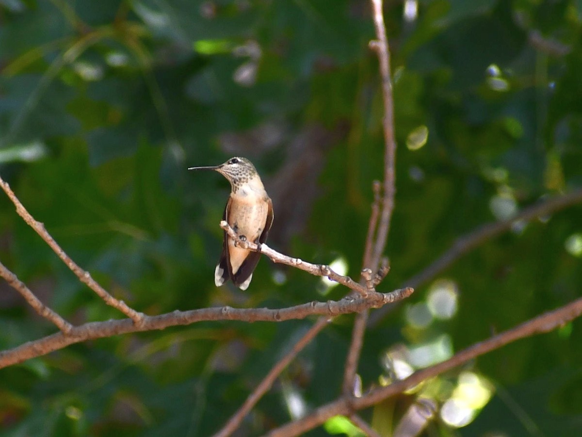 Calliope Hummingbird - ML481360671