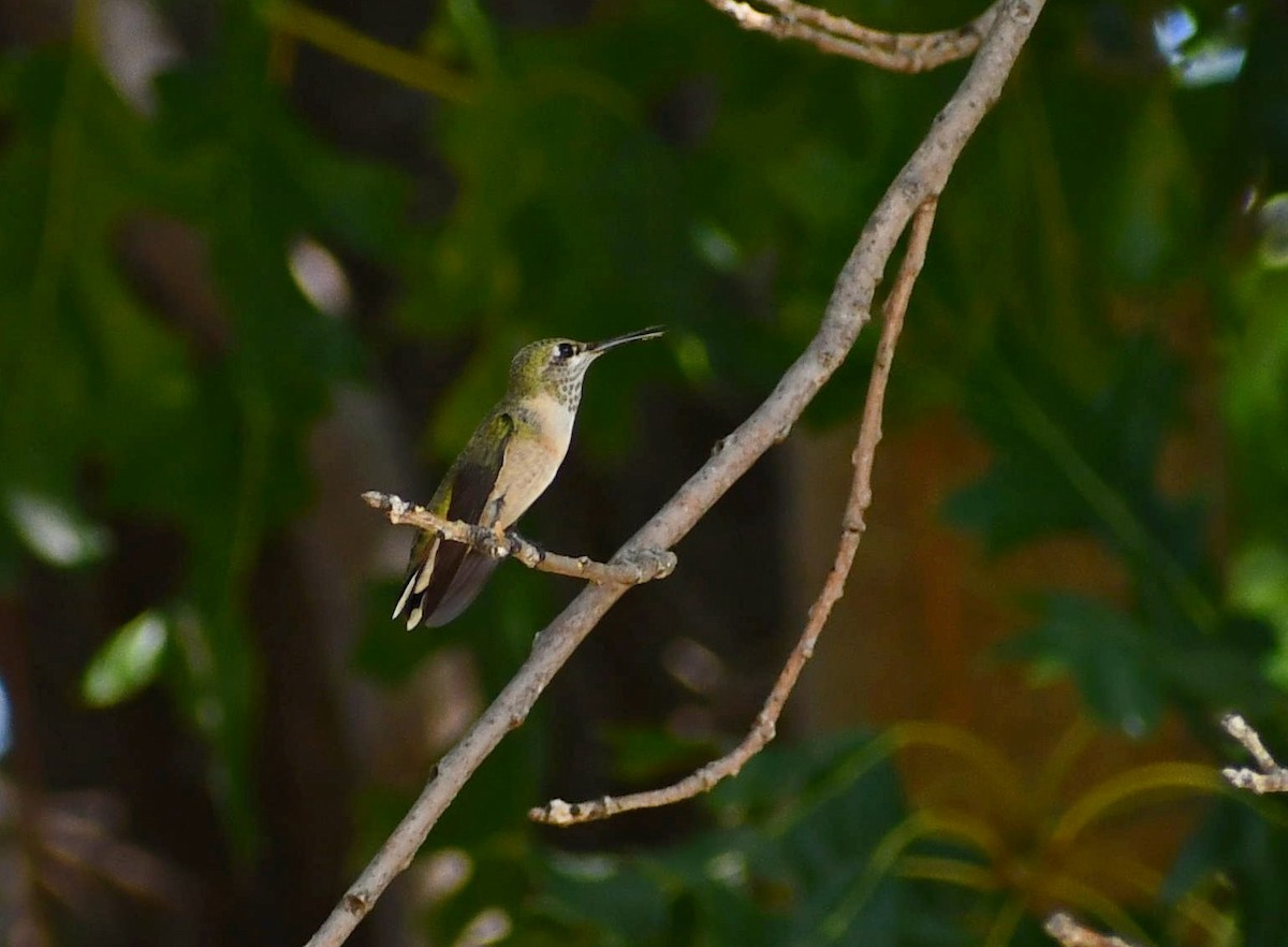 Calliope Hummingbird - ML481360681