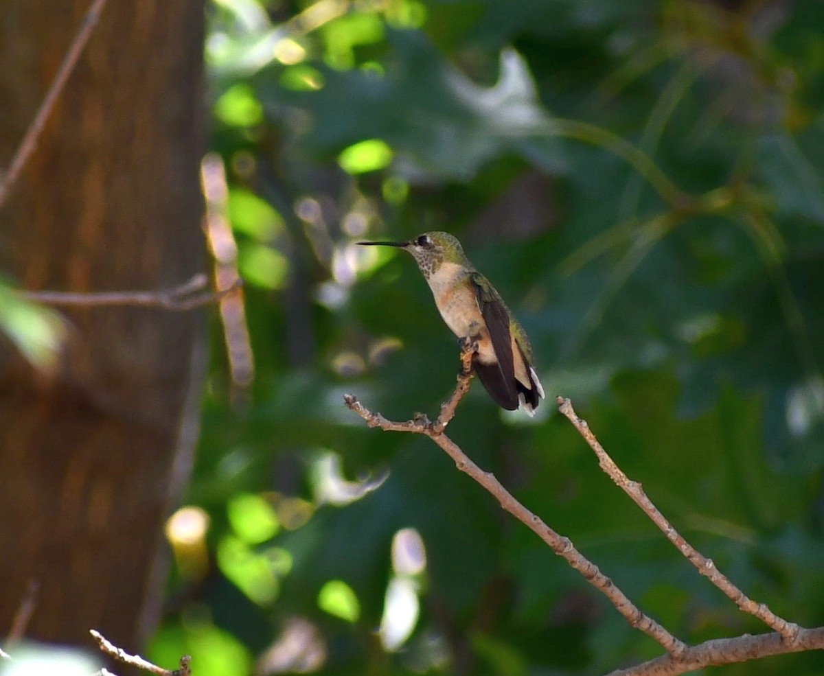 Calliope Hummingbird - ML481360701